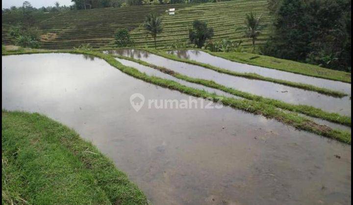 Tanah Sawah View Gunung Dan Laut di Penebel Tabanan 1