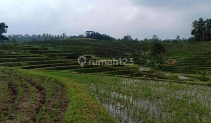 Tanah Sawah View Gunung Dan Laut di Penebel Tabanan 2