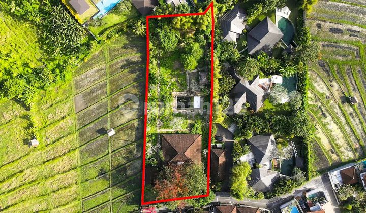 Rice field View Land in Umalas Kuwum Kerobokan