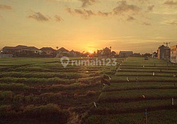 House for rent with wide yard rice field view in West Denpasar 1