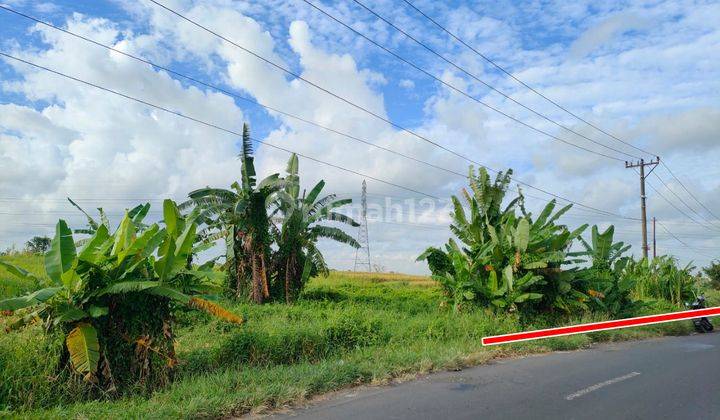 Agriculture Land In Kaba Kaba Tabanan Close To Canggu Area 2