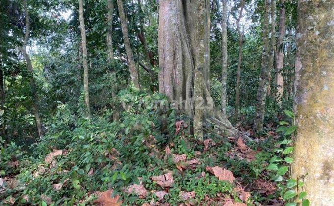 Tanah Los Sungai View Hutan Dan Sawah di Pantai Nyanyi 2