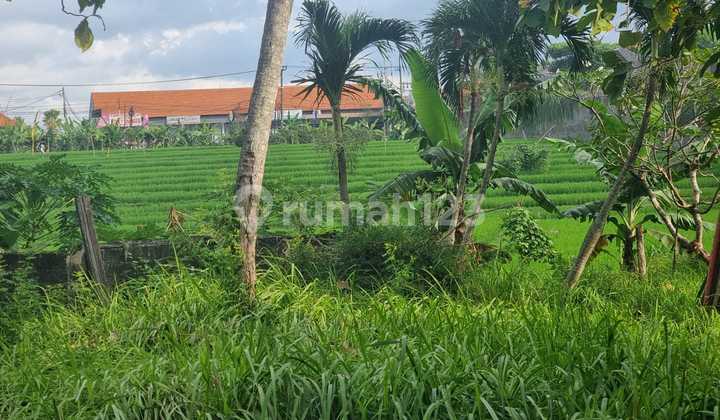 Tanah Murah Lokasi Premium Umalas View Sawah Cocok Untuk Villa