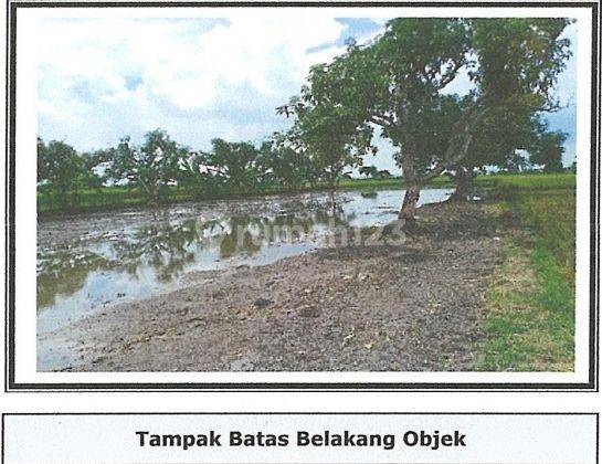 Tanah di Jl Raya Kedung Sumber Balongpanggang Gresik 2