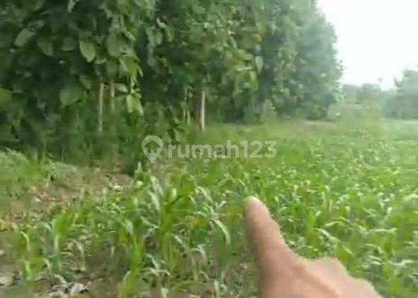 Tanah Kebun Jati Pugoh Bancar Tuban 2