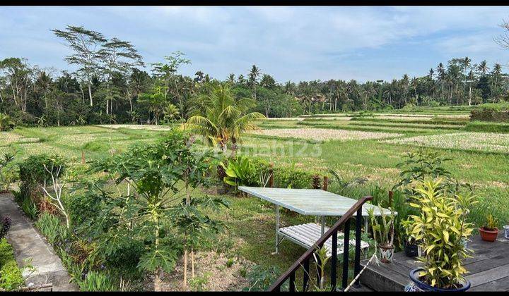 Cheapest house for sale in Pejeng Kelod, Ubud jungle view & rice field 2