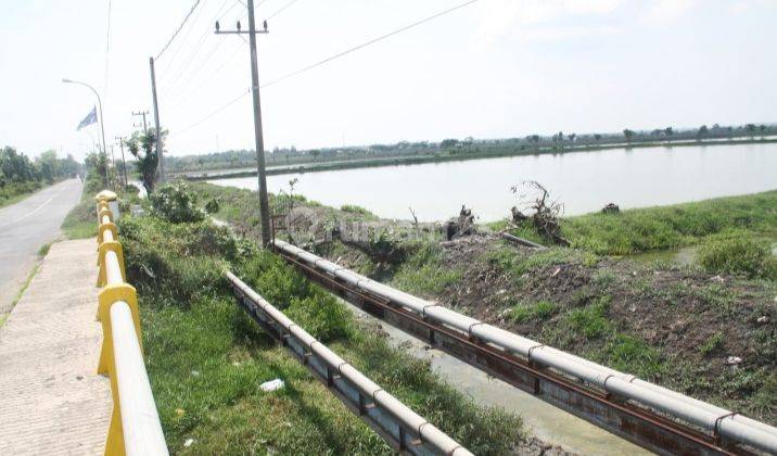 Tanah Raya Deandles Sidayu Gresik 8.1ha Akses Jalan Propinsi Cocok Dibangun Pabrik 1