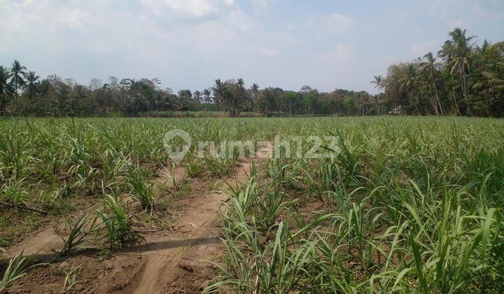 Tanah 3 Hektar Rata - Jarang Ada di Harga 295 Ribu/M²