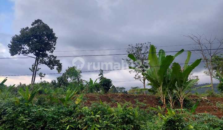 Tanah Sukorejo Prigen Nol Jalan Menuju Trawas SHM 3700m2 Under Price 700rb/m2 nego Tanah Sukorejo Prigen Nol Jalan Menuju Trawas SHM 3700m2 Under Price 700rb/m2 nego