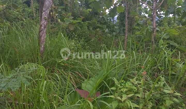 Tanah Murah  area Jembrane 3