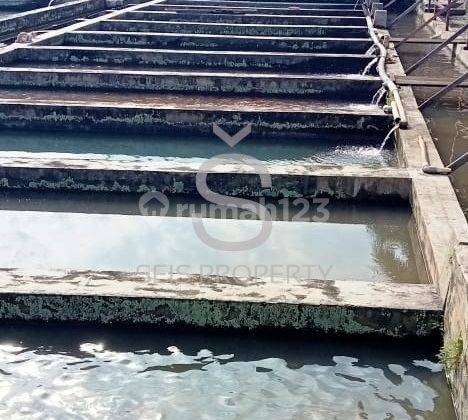 Dijual Rumah Plus Kolam Ikan Aktif Di Cijambe Subang 6