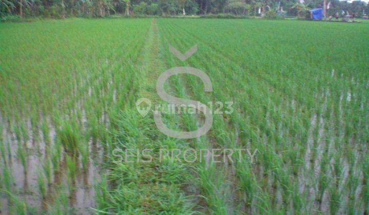 Dijual Tanah Sawah Produktif Di Kab Purworejo Jawa Tengah 4