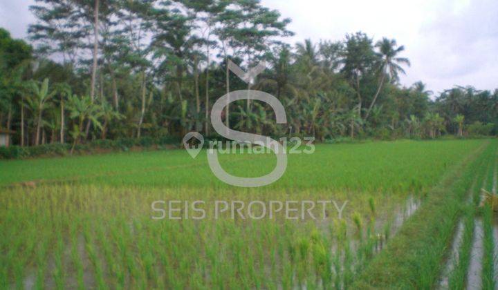 Dijual Tanah Sawah Produktif Di Kab Purworejo Jawa Tengah 5