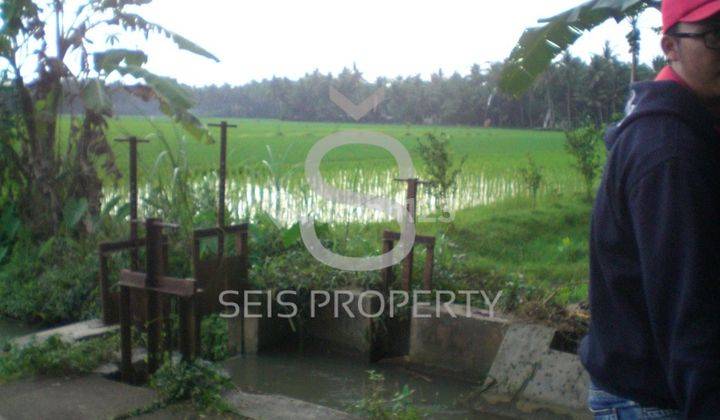 Dijual Tanah Sawah Produktif Di Kab Purworejo Jawa Tengah 8