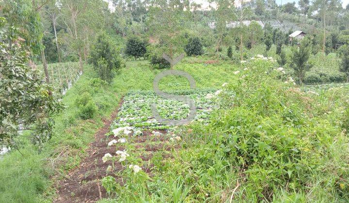 DIJUAL CEPAT DAN MURAH TANAH KEBUN DI GARUT 2