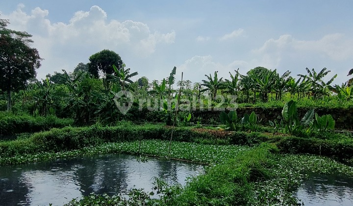 Dijual Rumah dengan Lahan yang Luas ada Tambak Ikan di Parung, Bogor. 2