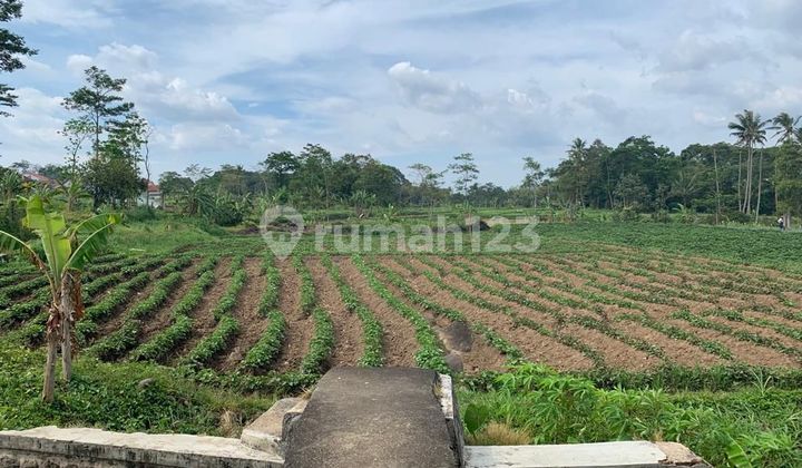 Cheapest Productive Rice Field for Sale Productive Rice Field in Kuningan, West Java