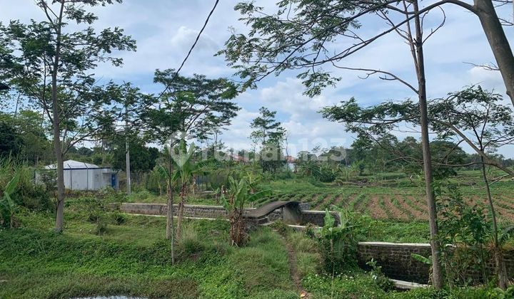 Cheapest Productive Rice Field for Sale Productive Rice Field in Kuningan, West Java