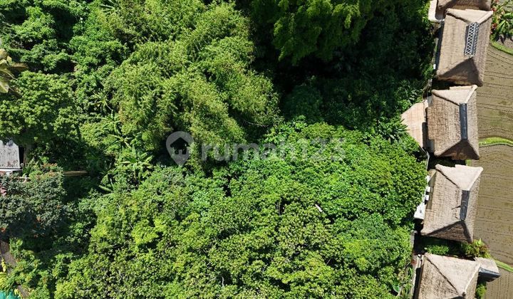 Prime Location Land For Rent In Ubud Bali