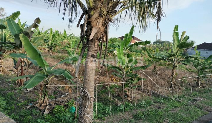 Land for Rent on Pandak Roadside Land for Rent on Pandak Roadside