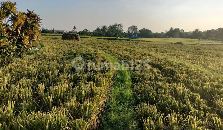Dijual Tanah Di Cemagi Canggu Dijual Tanah Di Cemagi Canggu