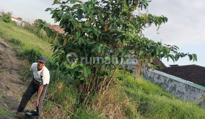 Land for Rent on Pandak Roadside Land for Rent on Pandak Roadside