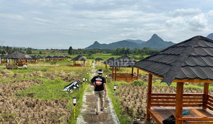 Kavling Sawah Produktif Dan Estetik Di Bogor 1