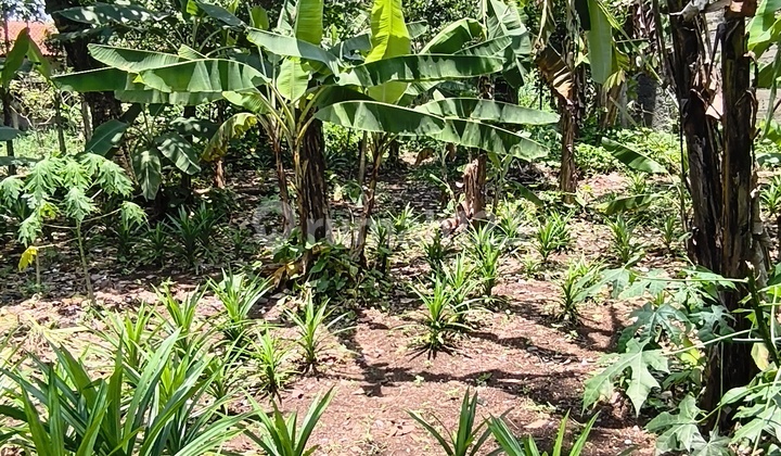 Sell Fast Land Plots Below Market Price in Cibinong Bogor