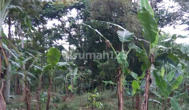 For Sale, Negotiable Until Sold! Land on Jl. Tugu Laksana Punclut For Sale, Negotiable Until Sold! Land on Jl. Tugu Laksana Punclut