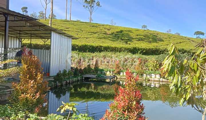 Dijual Rumah & Tanah - Sindangkerta, Ciwidey 2