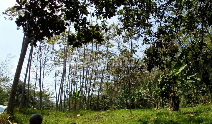 For Sale, Large Agricultural/Livestock Land in Subang Cijambe For Sale, Large Agricultural/Livestock Land in Subang Cijambe