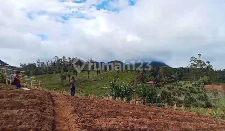Dijual Tanah Perkebunan Ciwidey - Murah & Potensi Agrowisata Dijual Tanah Perkebunan Ciwidey - Murah & Potensi Agrowisata