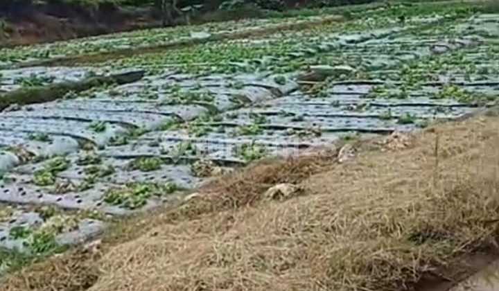 Dijual Tanah Perkebunan Ciwidey Murah dan Luas Dijual Tanah Perkebunan Ciwidey Murah dan Luas