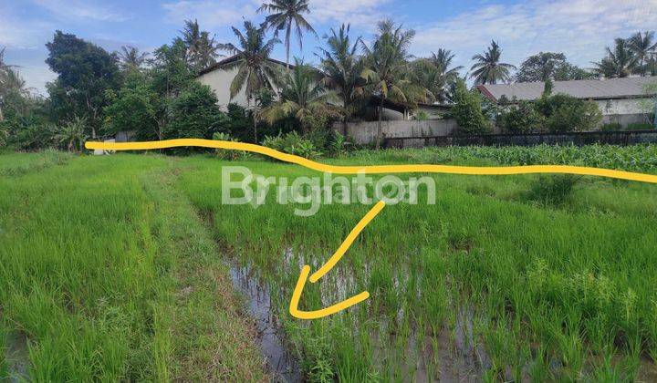 Tanah sawah di Wonolelo Muntilan 2