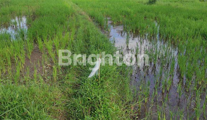 Tanah sawah di Wonolelo Muntilan 1