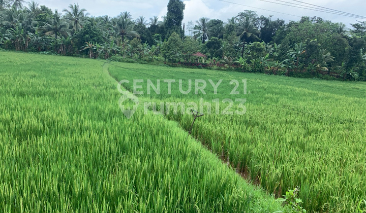 Productive Rice Field Roadside With Good Water Access Productive Rice Field Roadside With Good Water Access