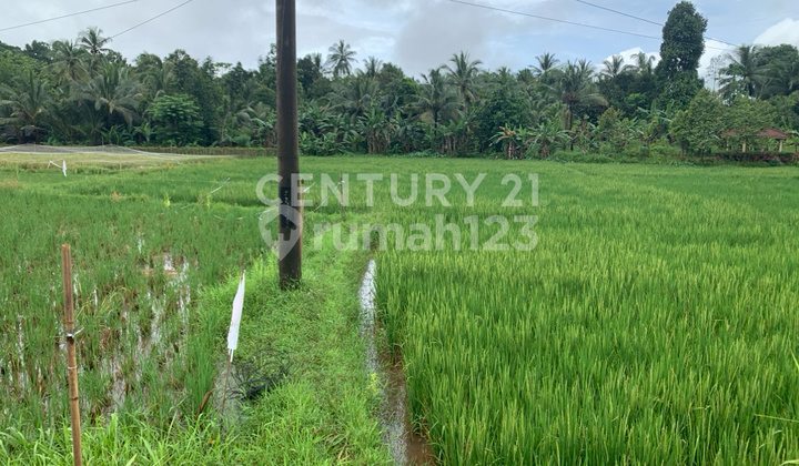 Productive Rice Field Roadside With Good Water Access Productive Rice Field Roadside With Good Water Access