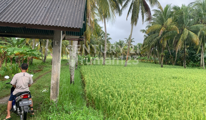 Sawah Produktif Dgn Sumber Mata Air Dan Pemandangan Yang Indah Sawah Produktif Dgn Sumber Mata Air Dan Pemandangan Yang Indah