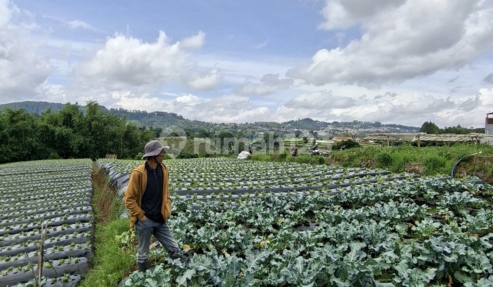 Jual Tanah Murah Area Lembang Cocok untuk Perkebunan