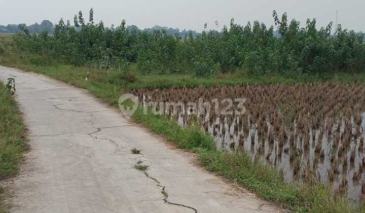 Di Jual Tanah Di Cihujan Siangasari Jonggol. Kab Bogor Di Jual Tanah Di Cihujan Siangasari Jonggol. Kab Bogor