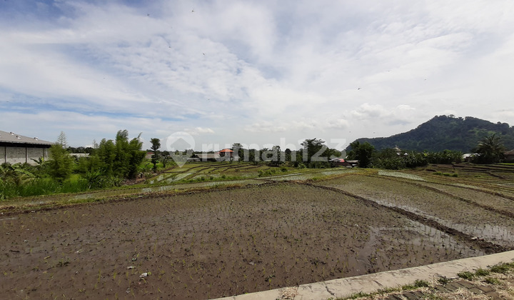 Dijual Sawah Purwodadi 1 Hektar SHM, Dekat Pintu Tol