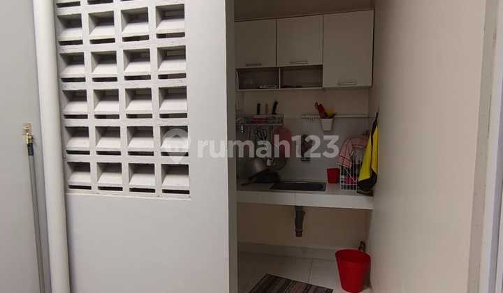 Paramont Petals Paramont Petals