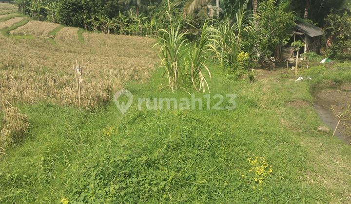 Tanah Pedesaan Yang Asri Dan Sejuk