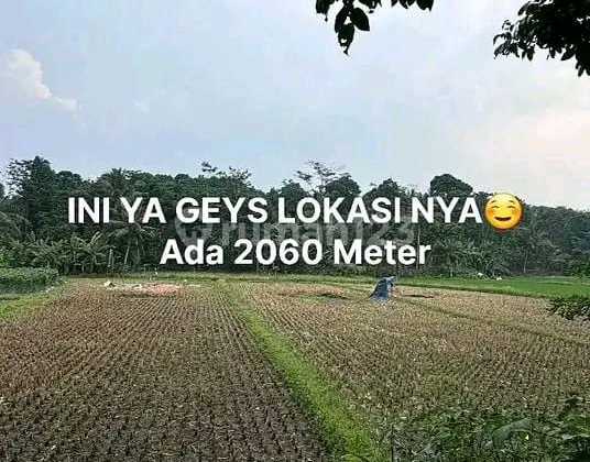 Sindangsari Sindangheula Serang Banten Rice Field Land Area 2060M2