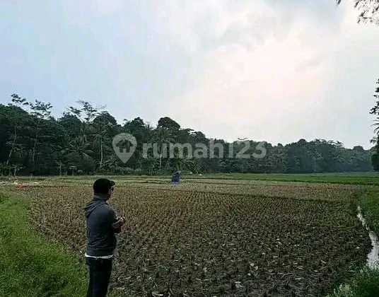 Sindangsari Sindangheula Serang Banten Rice Field Land Area 2060M2