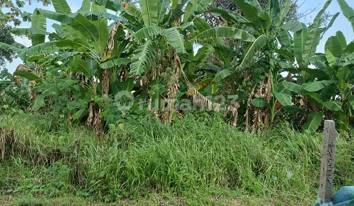 Tanah Luas 476M2 Pejaten Kramatwatu Wanayasa Serang Banten
