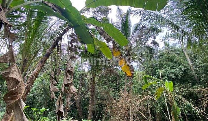 Tanah 3905.0 M² Shm View Sawah Dekat Ubud Ev