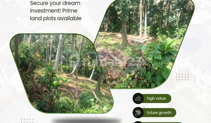 Dijual Kebun Kelapa 2330.0 M² Shm Di Penebel 8780917tms