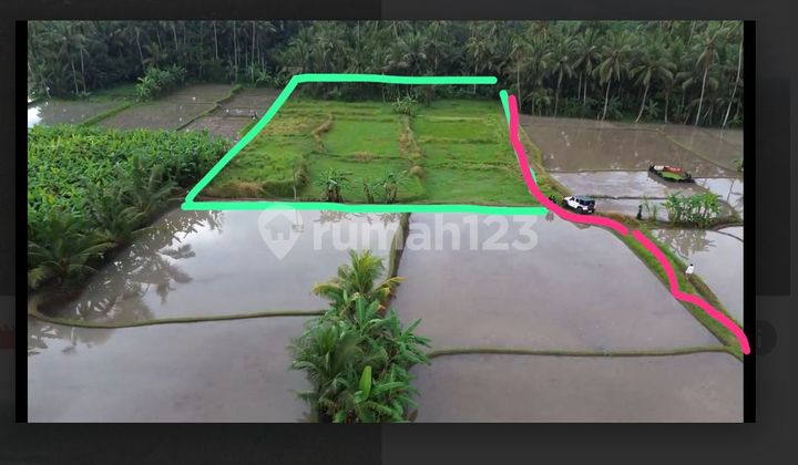 Dijual Tanah 42 Are Shm Zona Kuning Di Ubud 8780917 Tms