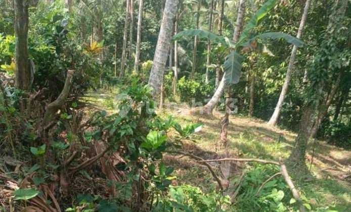 Dijual Kebun Kelapa Produktif 2330.0 M² Di Penebel 8780917tms